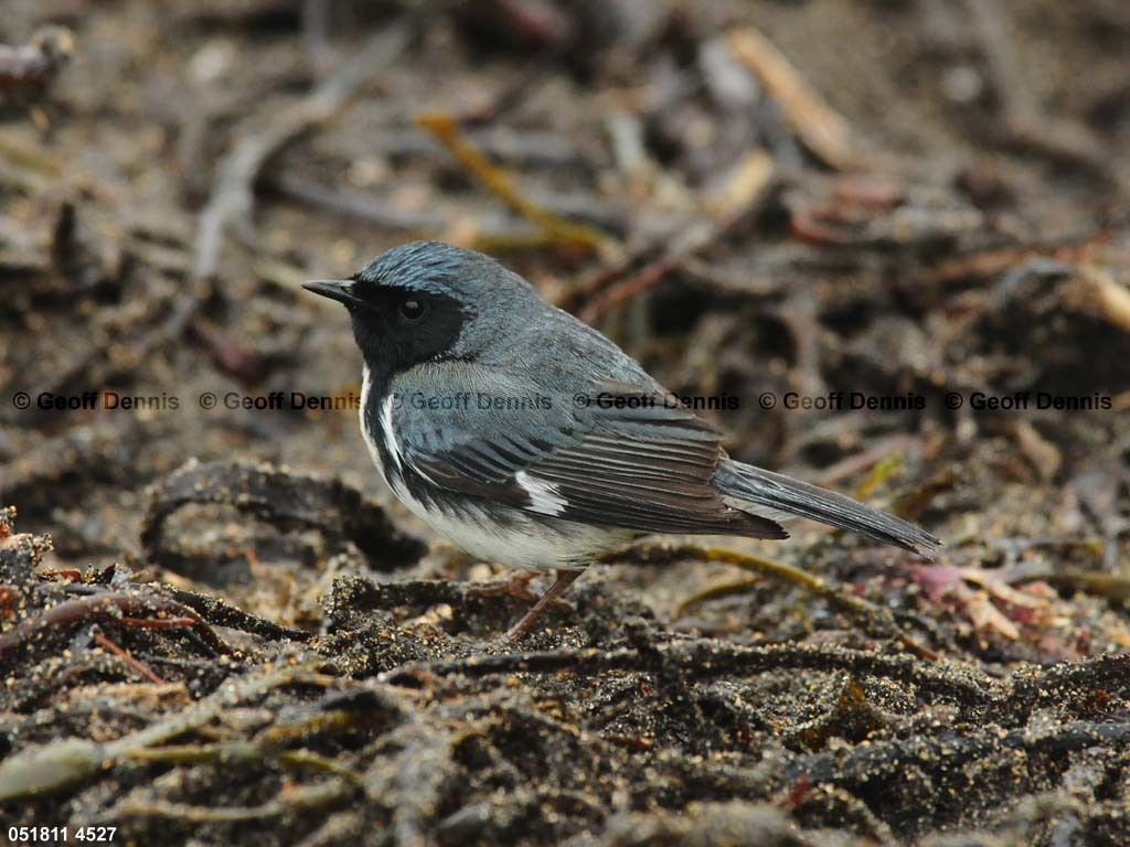 BTBW-DE_Black-throated-Blue-Warbler