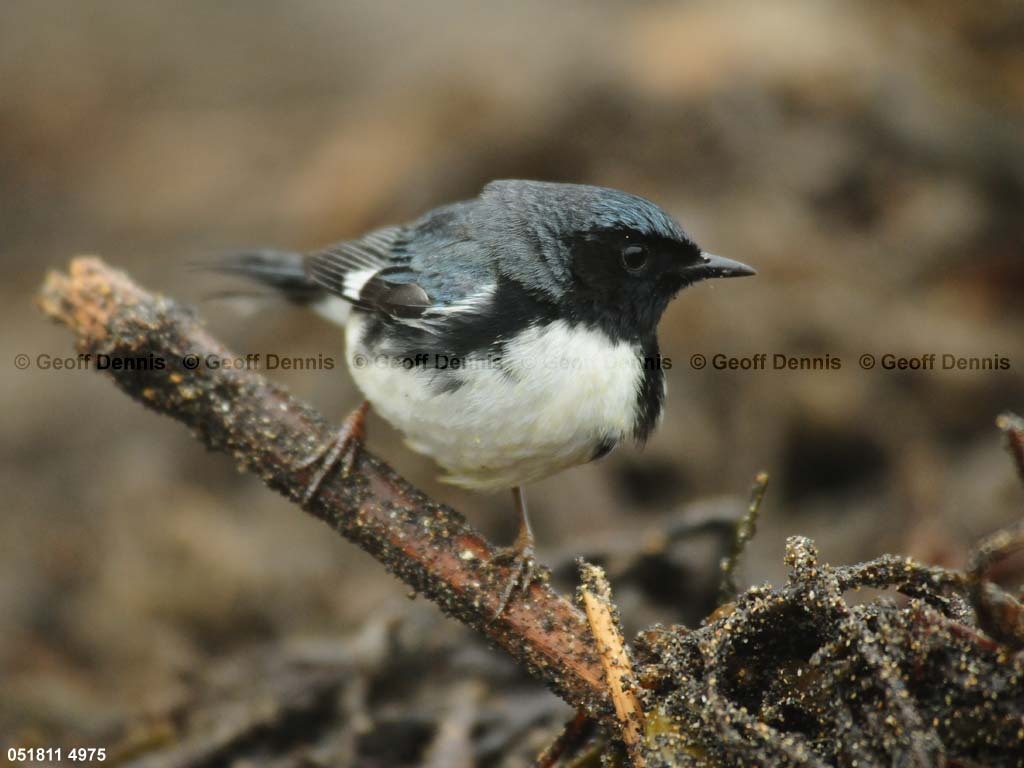 BTBW-DF_Black-throated-Blue-Warbler