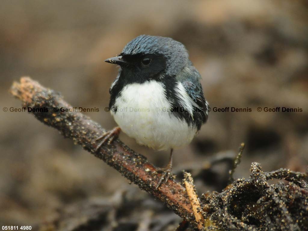 BTBW-DG_Black-throated-Blue-Warbler