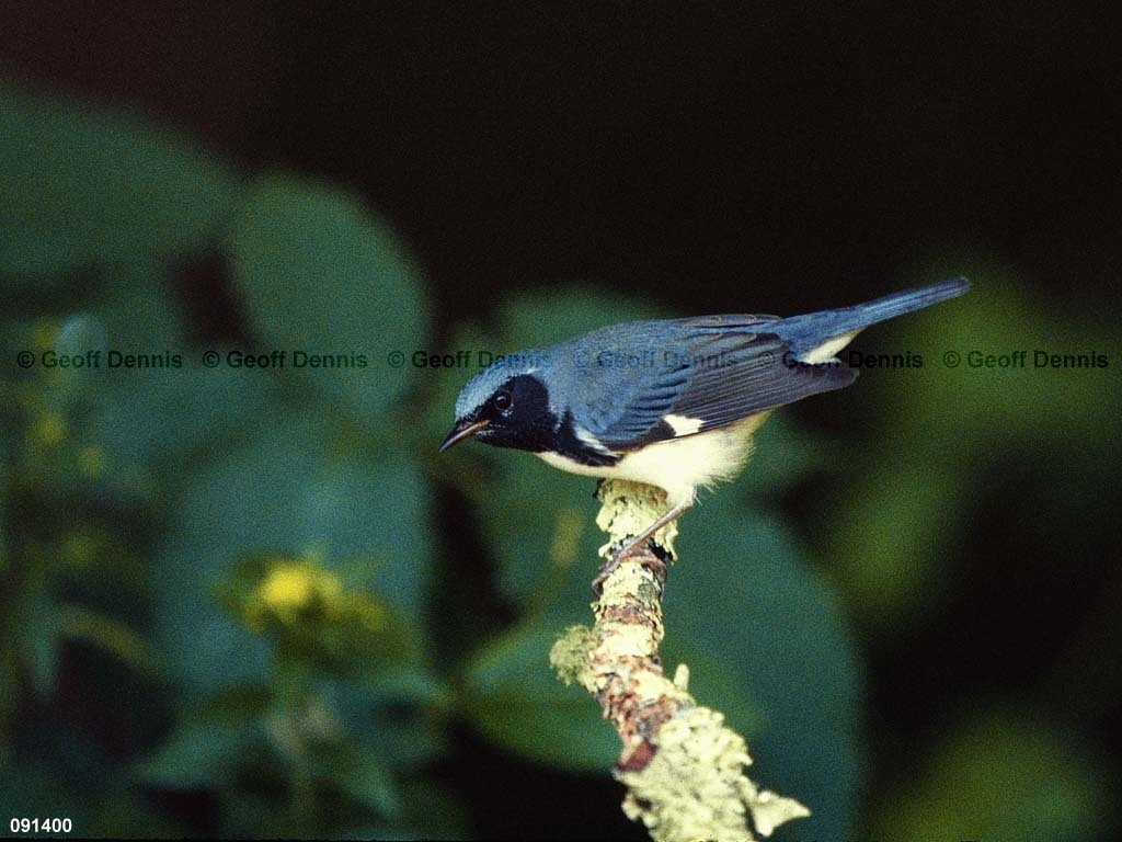 BTBW-DH_Black-throated-Blue-Warbler