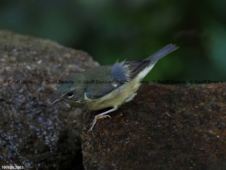 BTBW-DI_Black-throated-Blue-Warbler