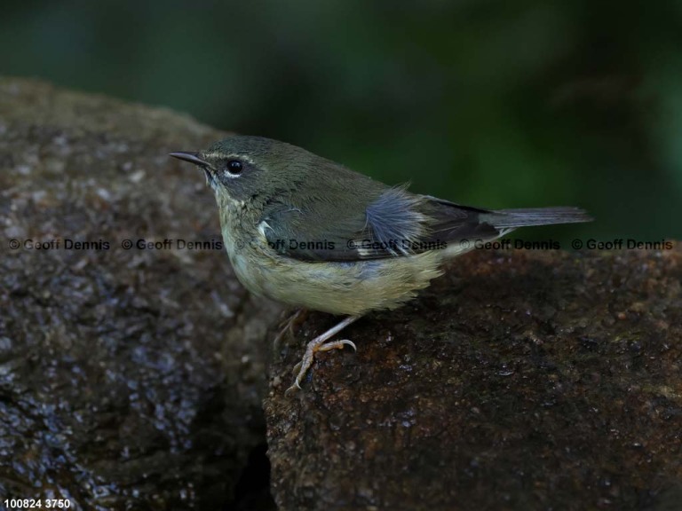 BTBW-DJ_Black-throated-Blue-Warbler