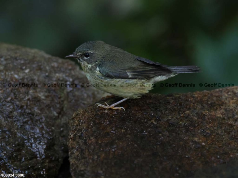 BTBW-DK_Black-throated-Blue-Warbler