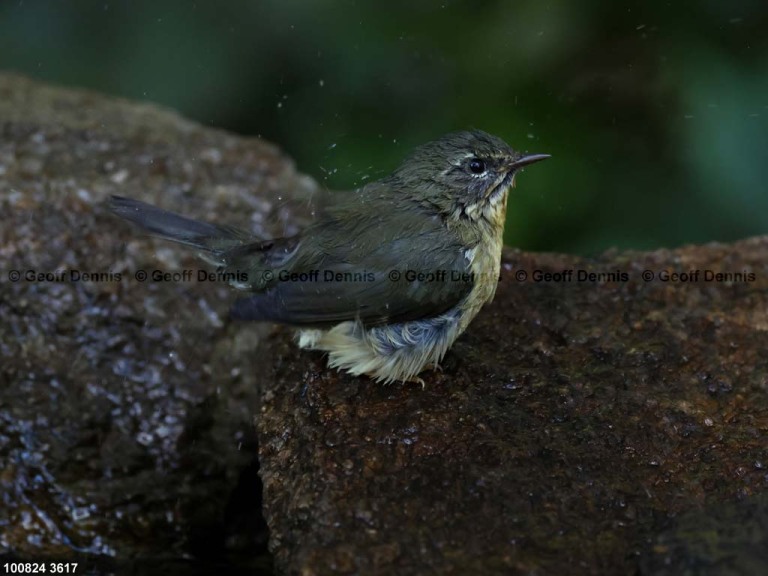 BTBW-DL_Black-throated-Blue-Warbler