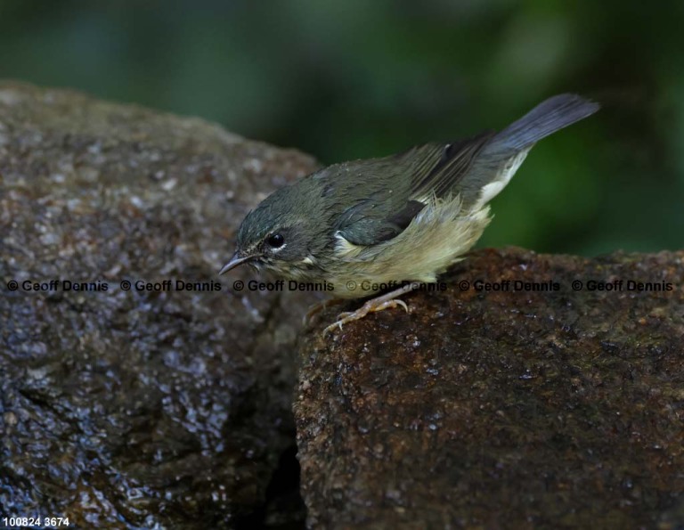 BTBW-DM_Black-throated-Blue-Warbler