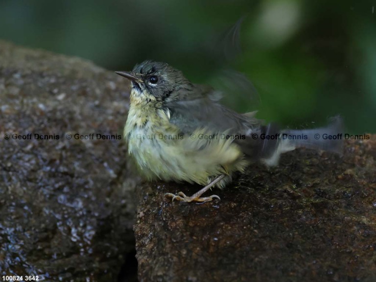 BTBW-DN_Black-throated-Blue-Warbler