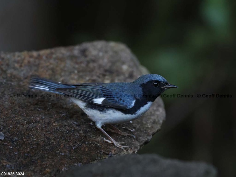 BTBW-DP_Black-throated-Blue-Warbler