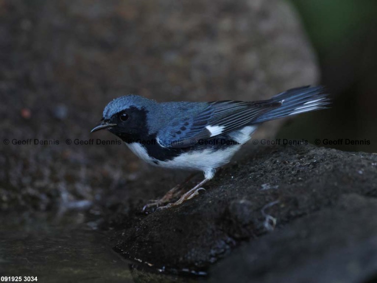 BTBW-DQ_Black-throated-Blue-Warbler