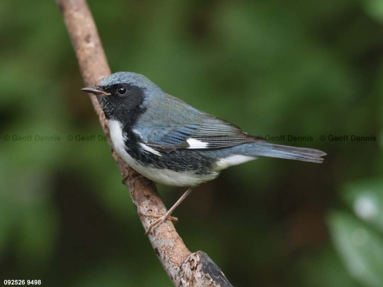 BTBW-DR_Black-throated-Blue-Warbler