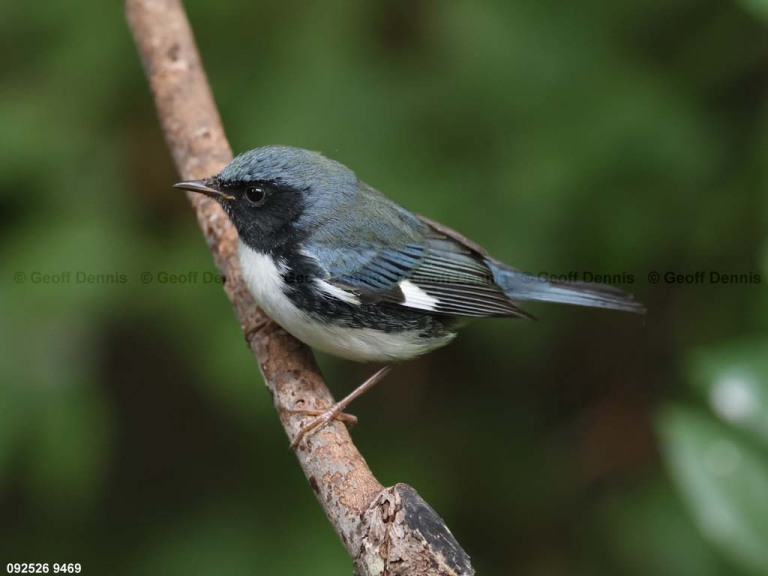 BTBW-DS_Black-throated-Blue-Warbler