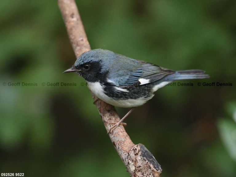 BTBW-DT_Black-throated-Blue-Warbler