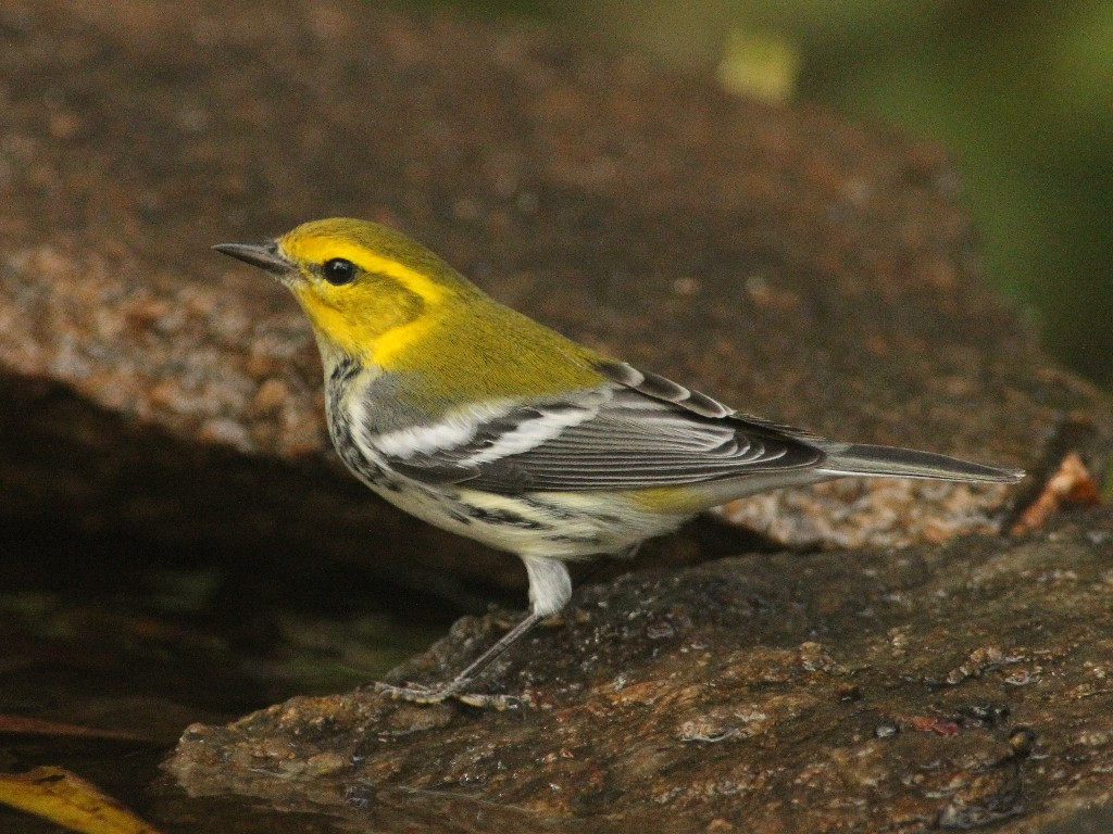 BTGN-AA_Black-throated-Green-Warbler