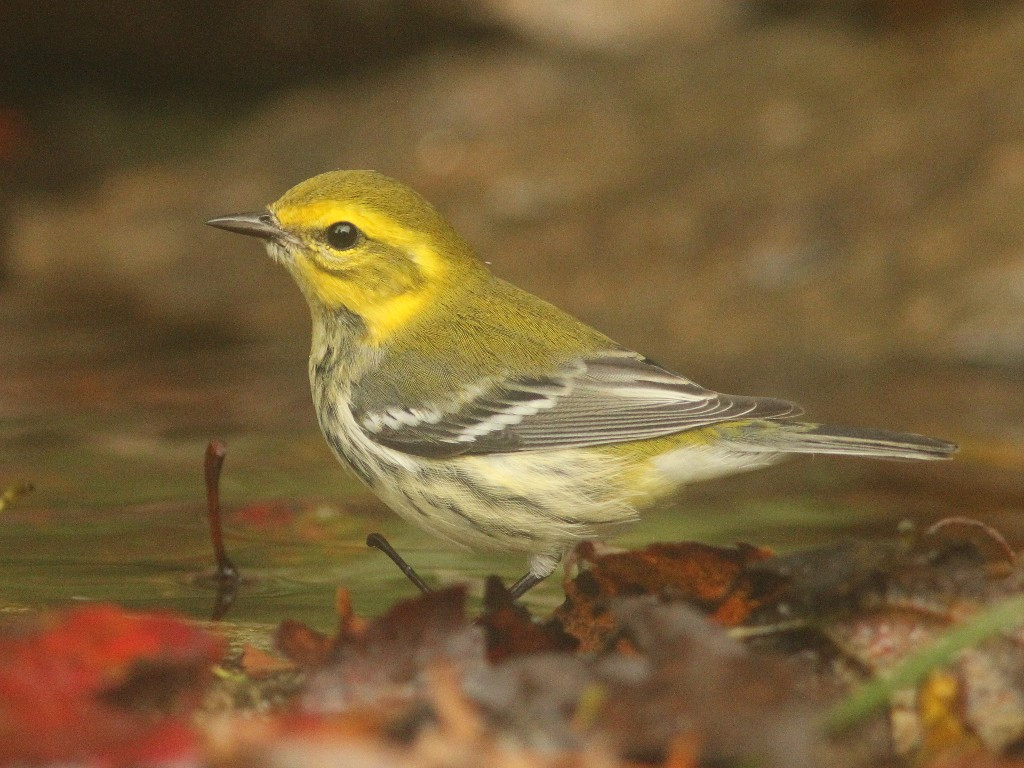 BTGN-AB_Black-throated-Green-Warbler