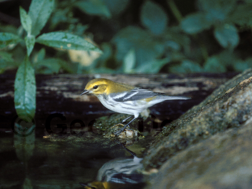 BTGN-AC_Black-throated-Green-Warbler