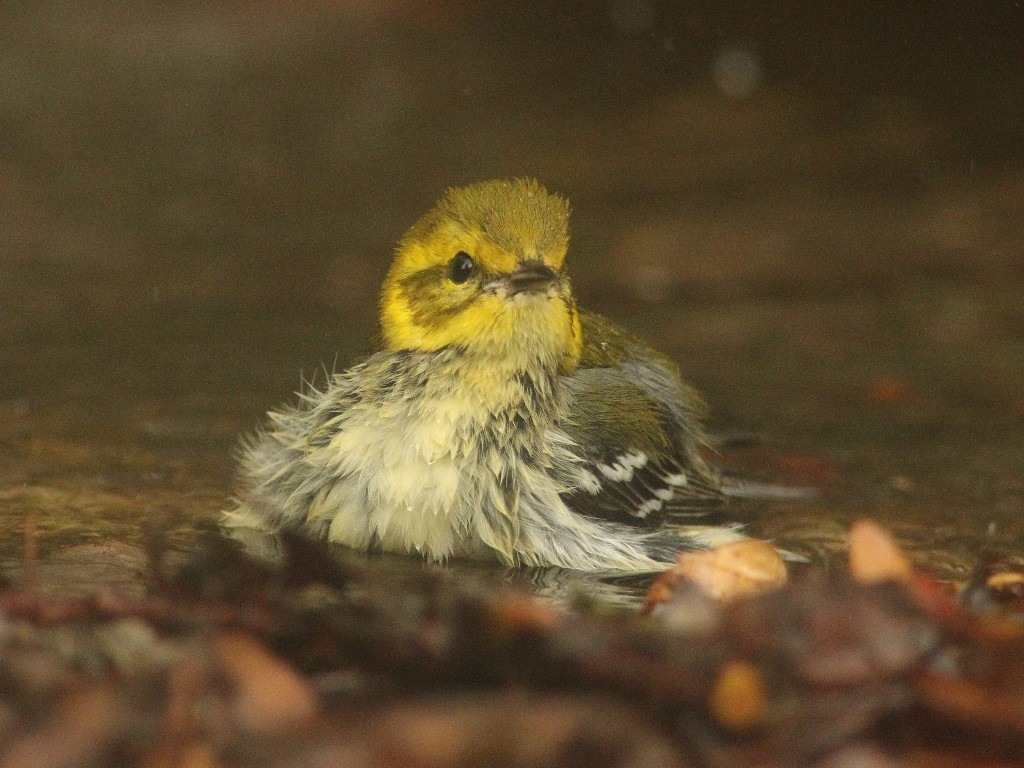 BTGN-AD_Black-throated-Green-Warbler