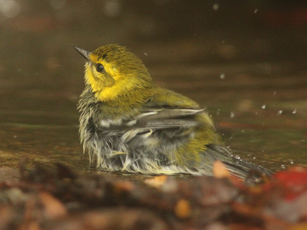 BTGN-AE_Black-throated-Green-Warbler