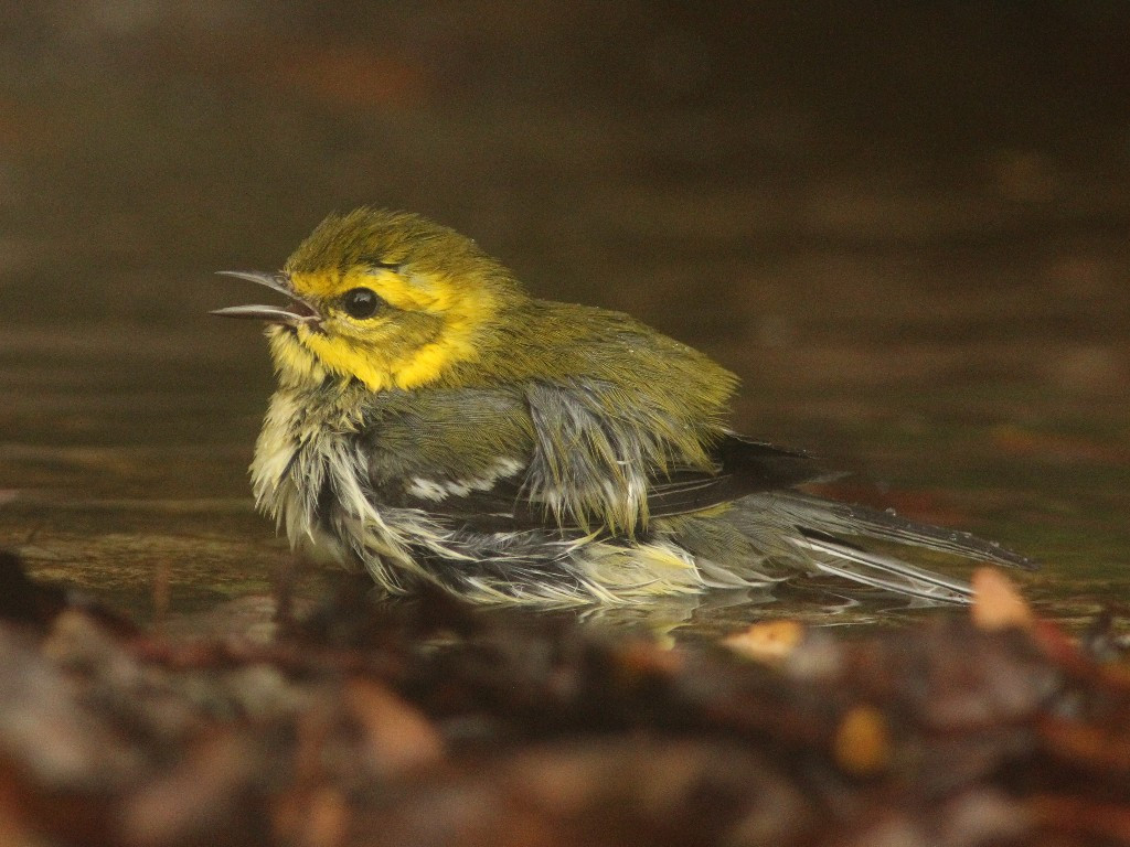 BTGN-AF_Black-throated-Green-Warbler