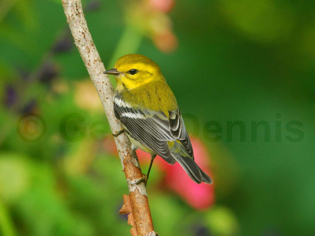 BTGN-AG_Black-throated-Green-Warbler