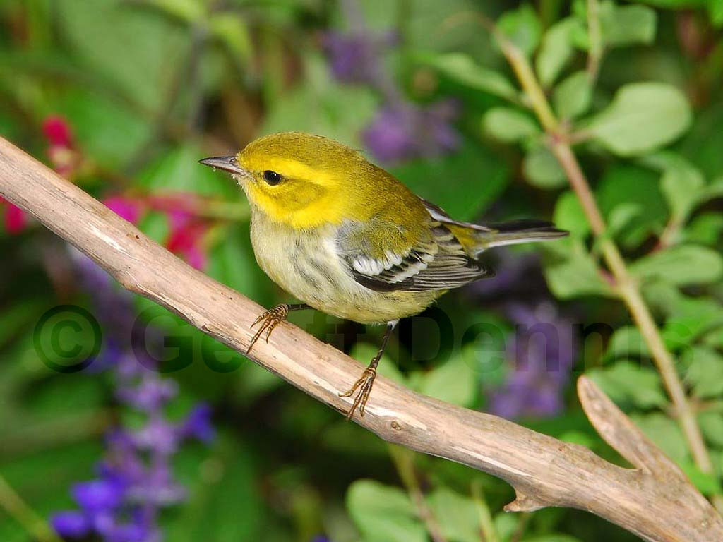 BTGN-AH_Black-throated-Green-Warbler
