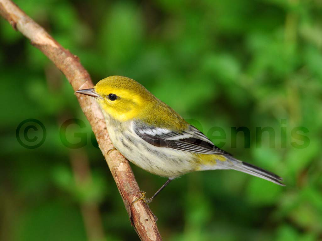 BTGN-AI_Black-throated-Green-Warbler