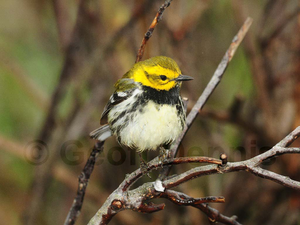 BTGN-AJ_Black-throated-Green-Warbler