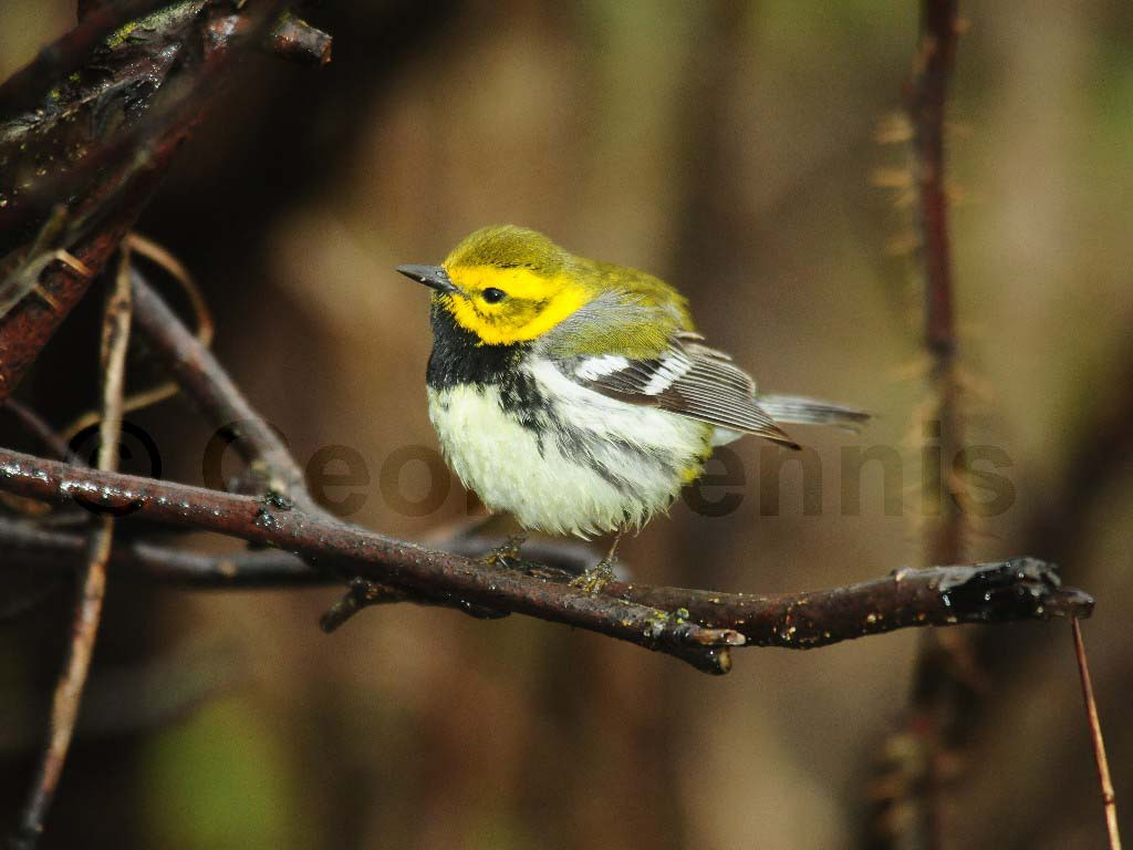 BTGN-AK_Black-throated-Green-Warbler