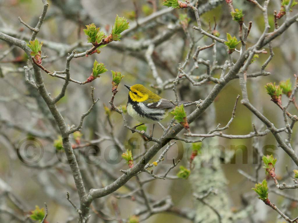 BTGN-AL_Black-throated-Green-Warbler
