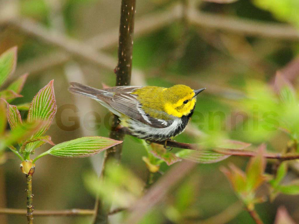 BTGN-AM_Black-throated-Green-Warbler