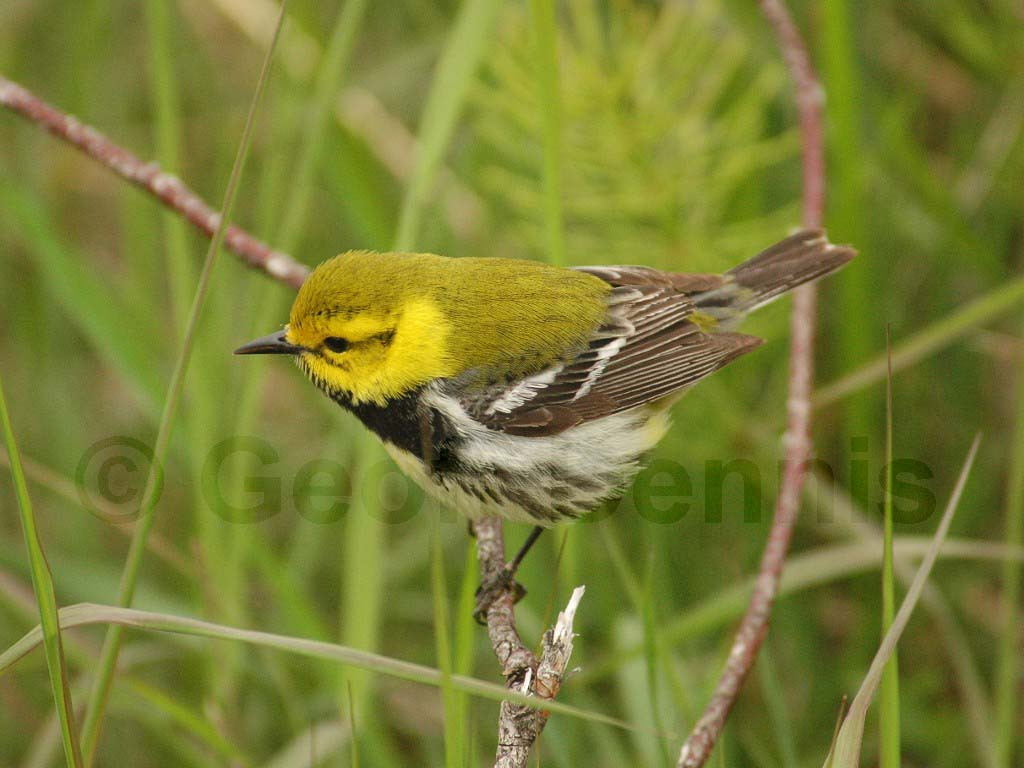 BTGN-AN_Black-throated-Green-Warbler
