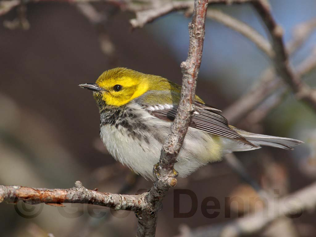 BTGN-AO_Black-throated-Green-Warbler