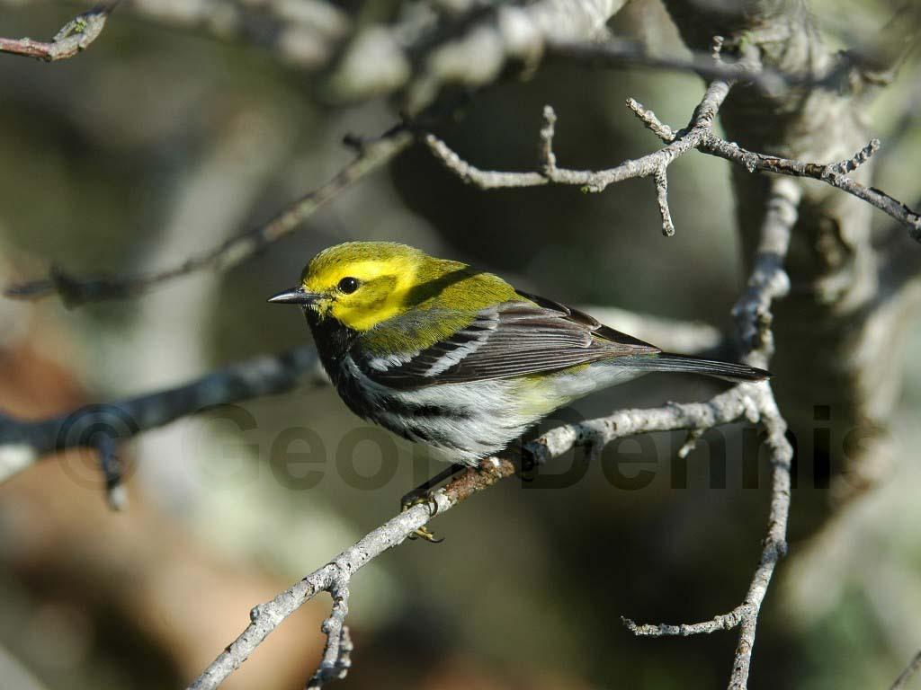 BTGN-AP_Black-throated-Green-Warbler