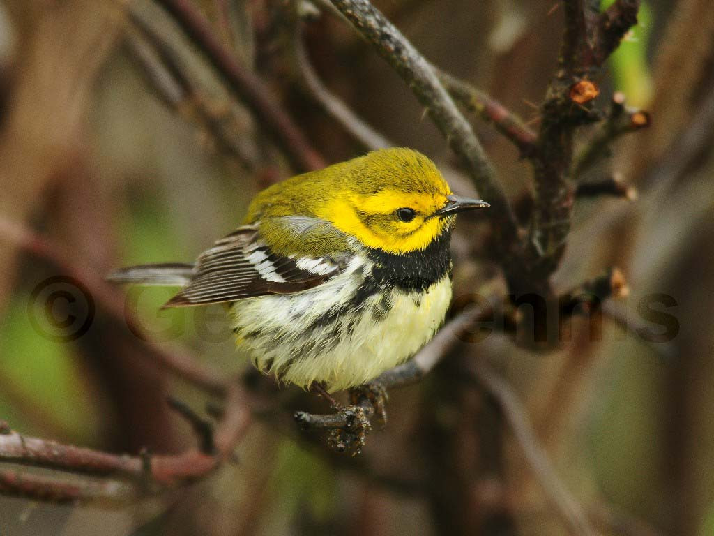 BTGN-AQ_Black-throated-Green-Warbler