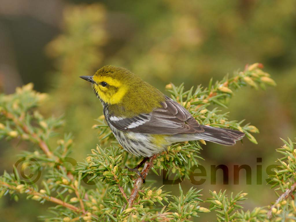 BTGN-AR_Black-throated-Green-Warbler