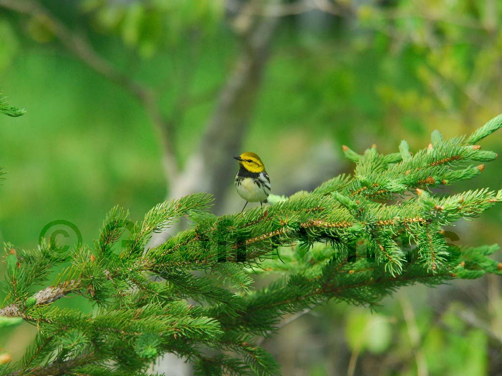 BTGN-AS_Black-throated-Green-Warbler