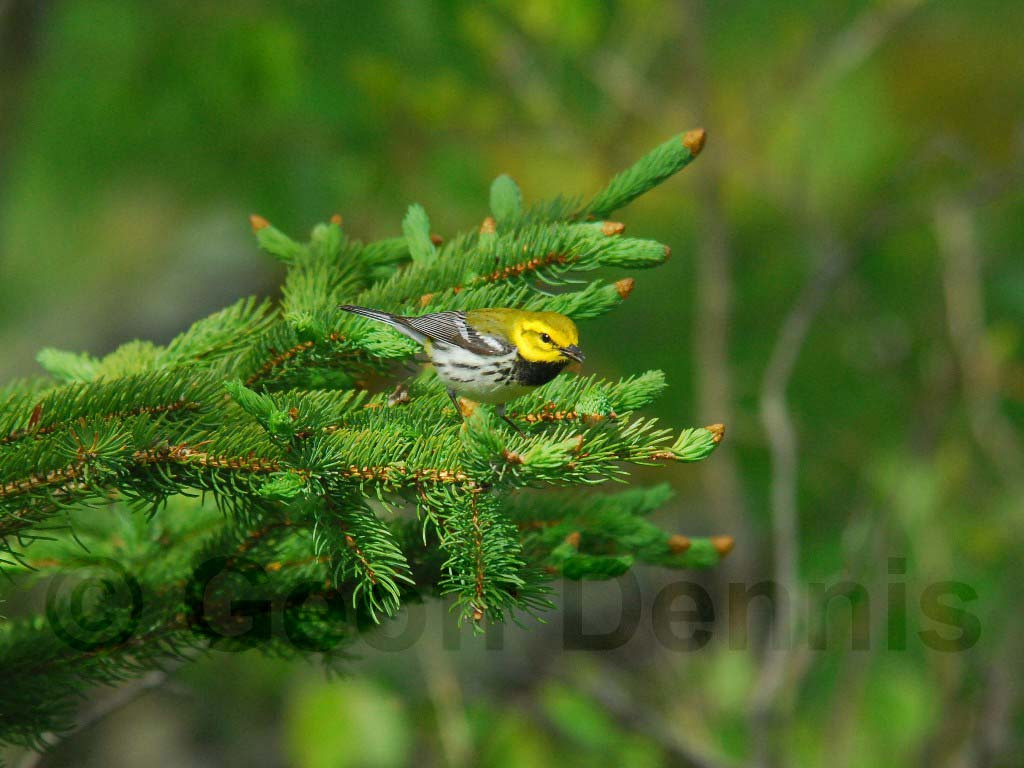BTGN-AT_Black-throated-Green-Warbler