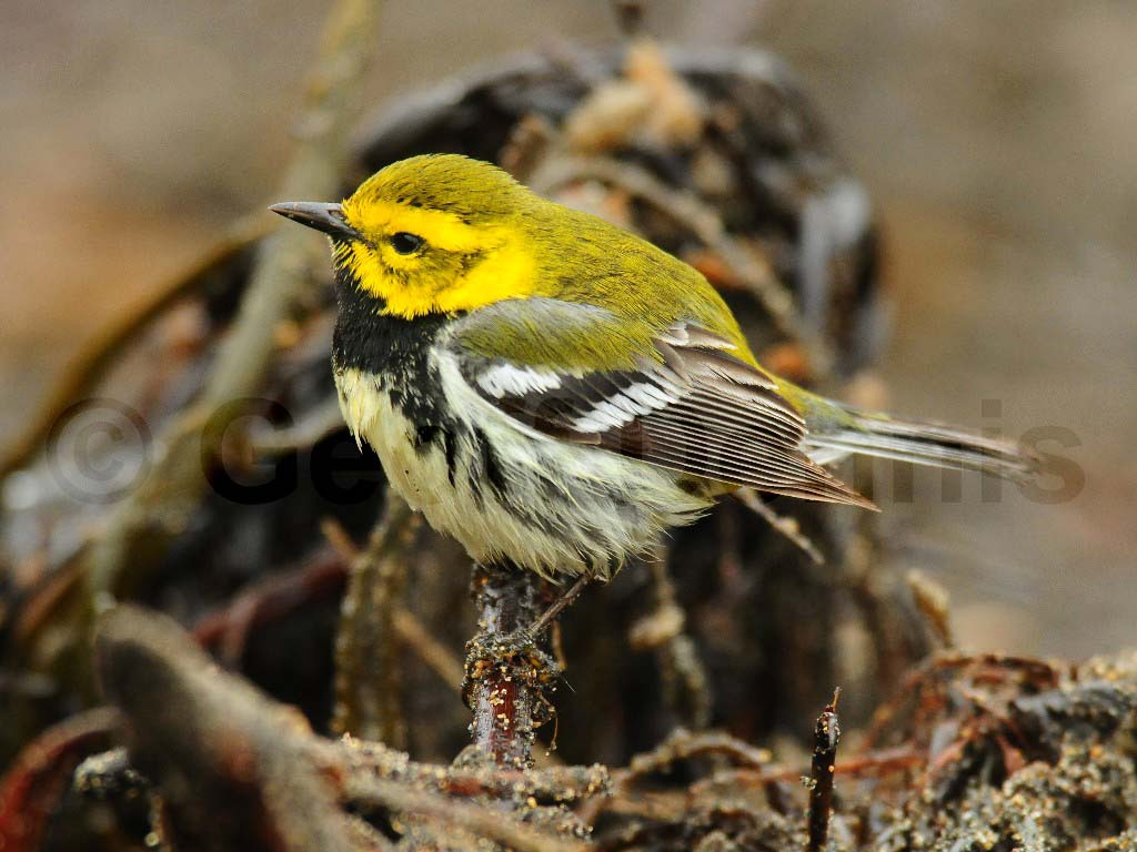 BTGN-AU_Black-throated-Green-Warbler