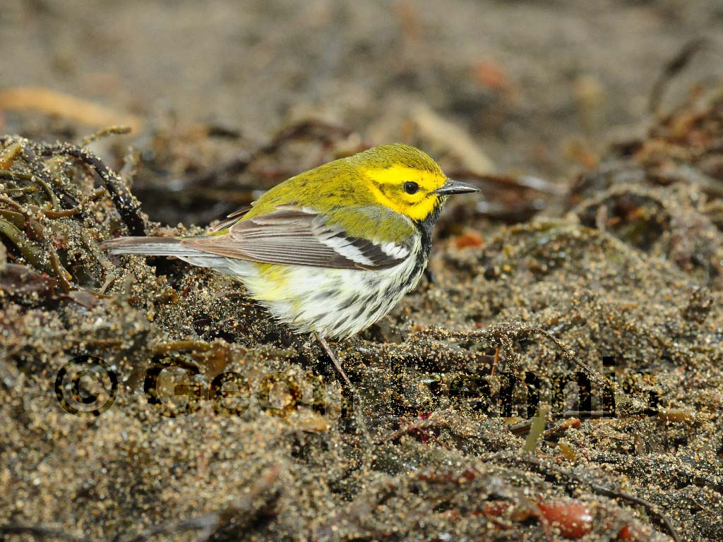 BTGN-AV_Black-throated-Green-Warbler