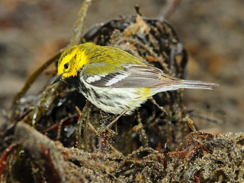 BTGN-AW_Black-throated-Green-Warbler