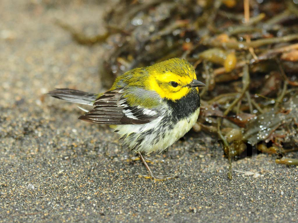 BTGN-AX_Black-throated-Green-Warbler