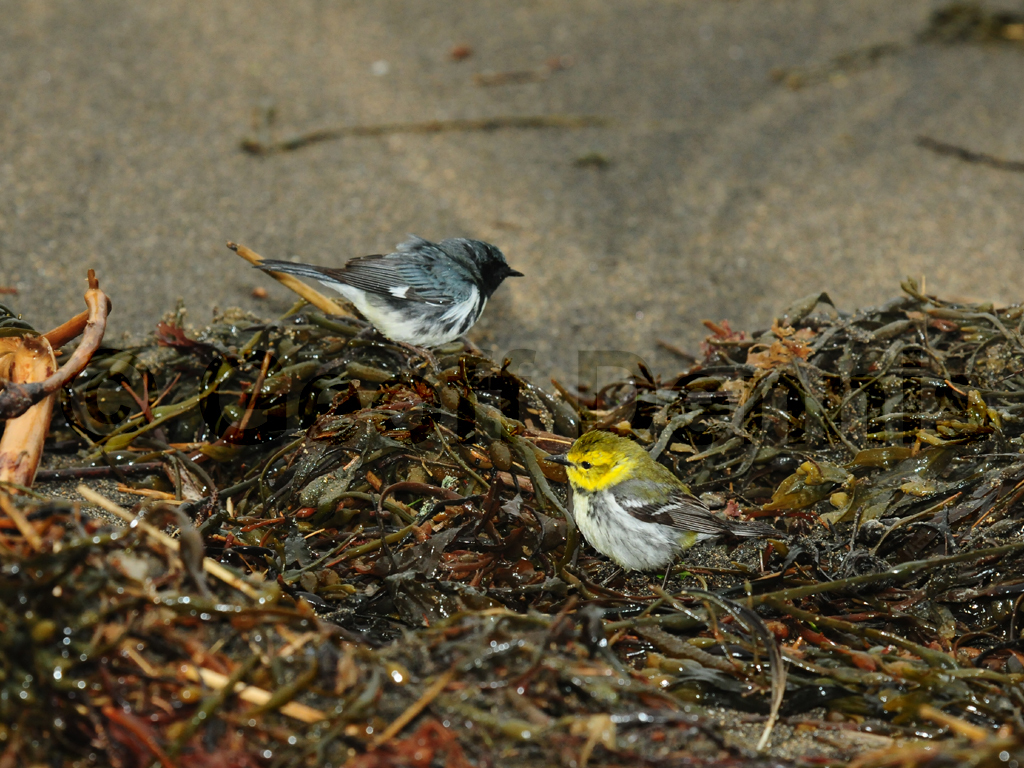 BTGN-AY_Black-throated-Green-Warbler