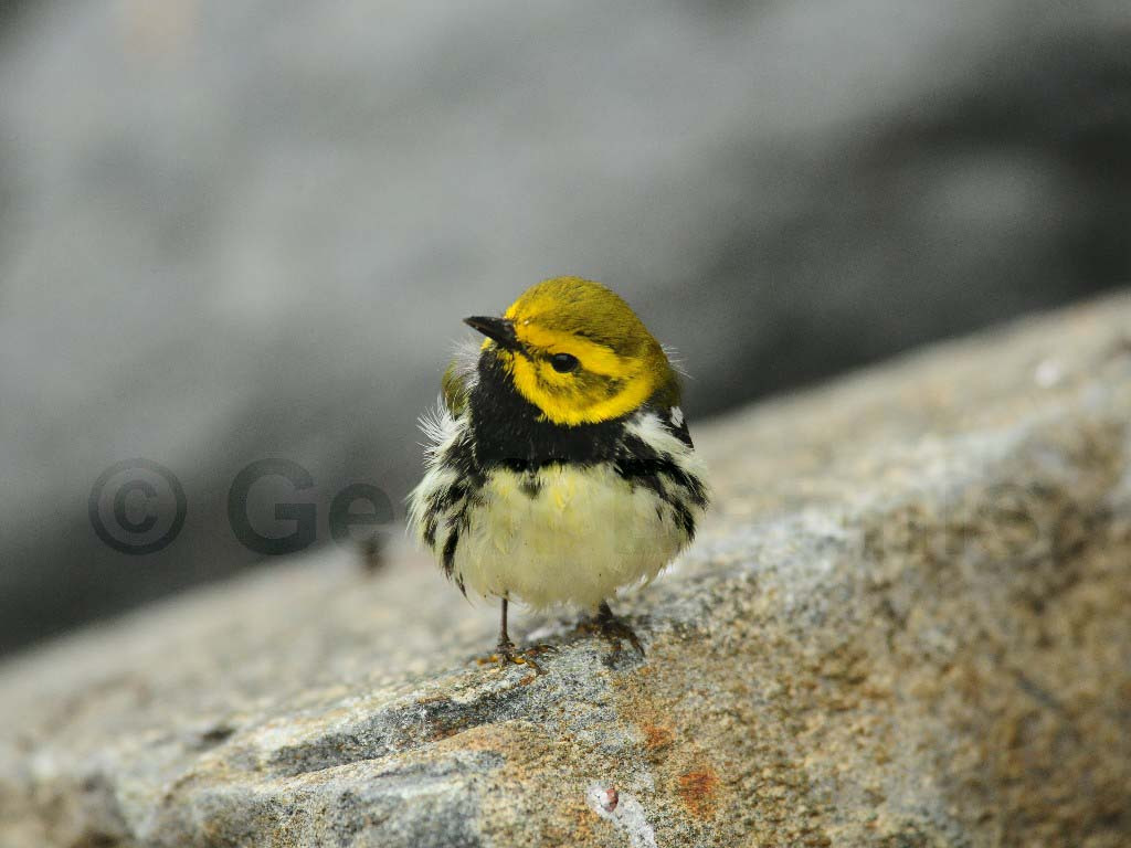 BTGN-AZ_Black-throated-Green-Warbler