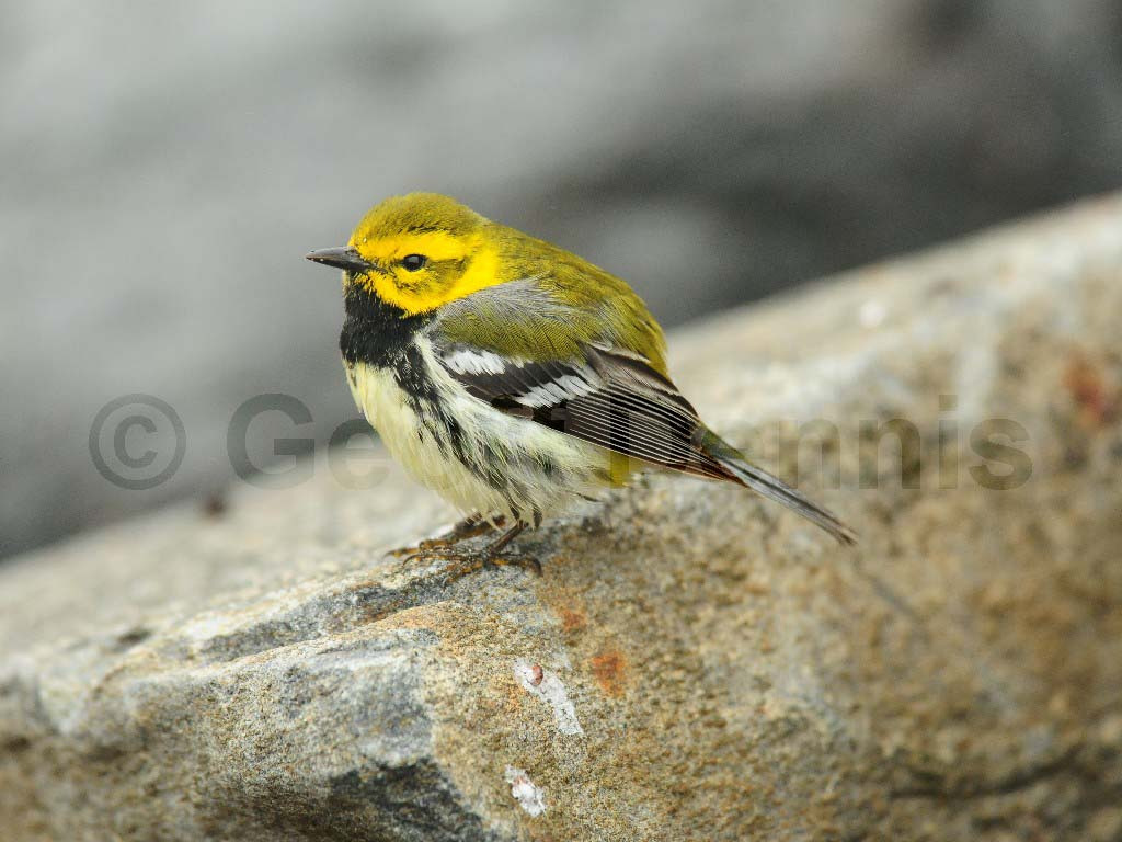 BTGN-BA_Black-throated-Green-Warbler