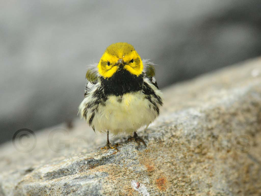 BTGN-BB_Black-throated-Green-Warbler