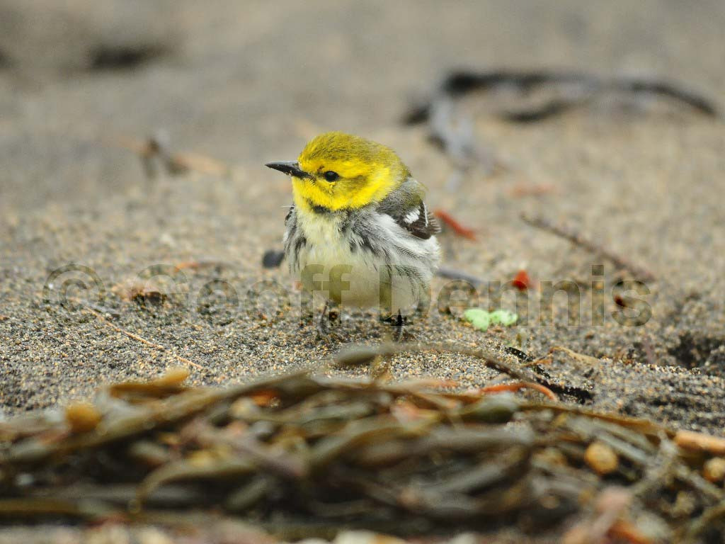 BTGN-BC_Black-throated-Green-Warbler