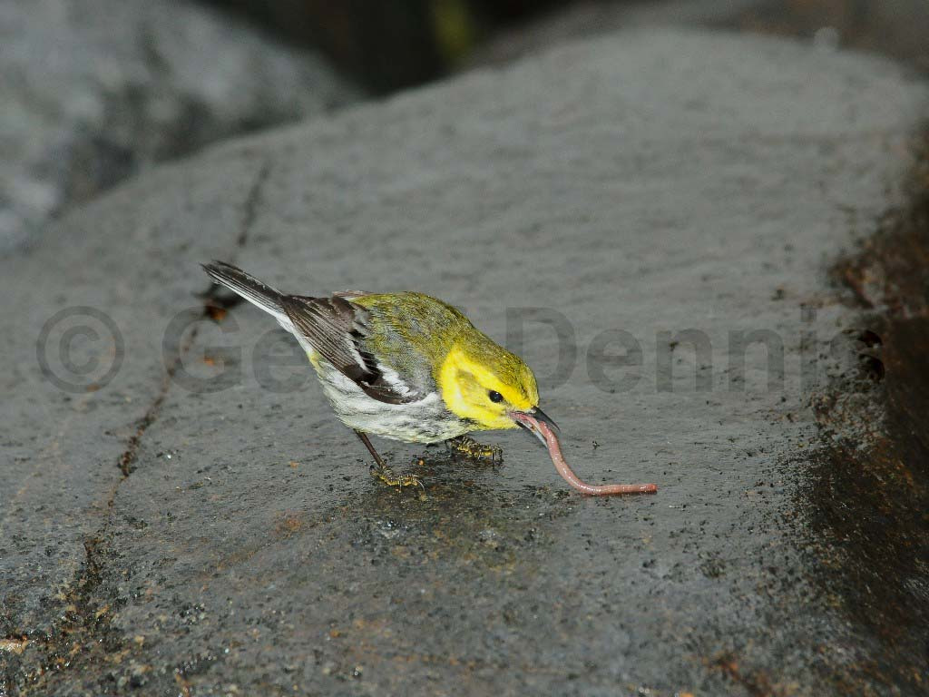 BTGN-BD_Black-throated-Green-Warbler