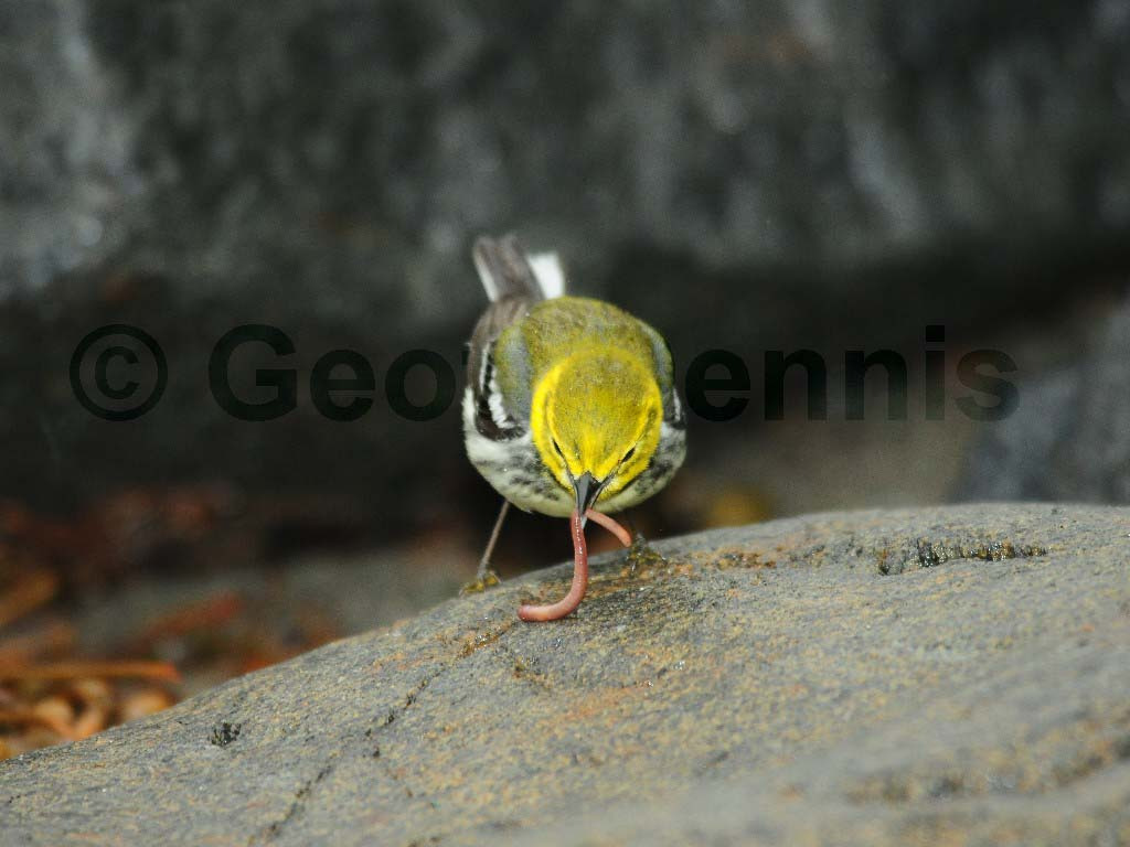 BTGN-BE_Black-throated-Green-Warbler