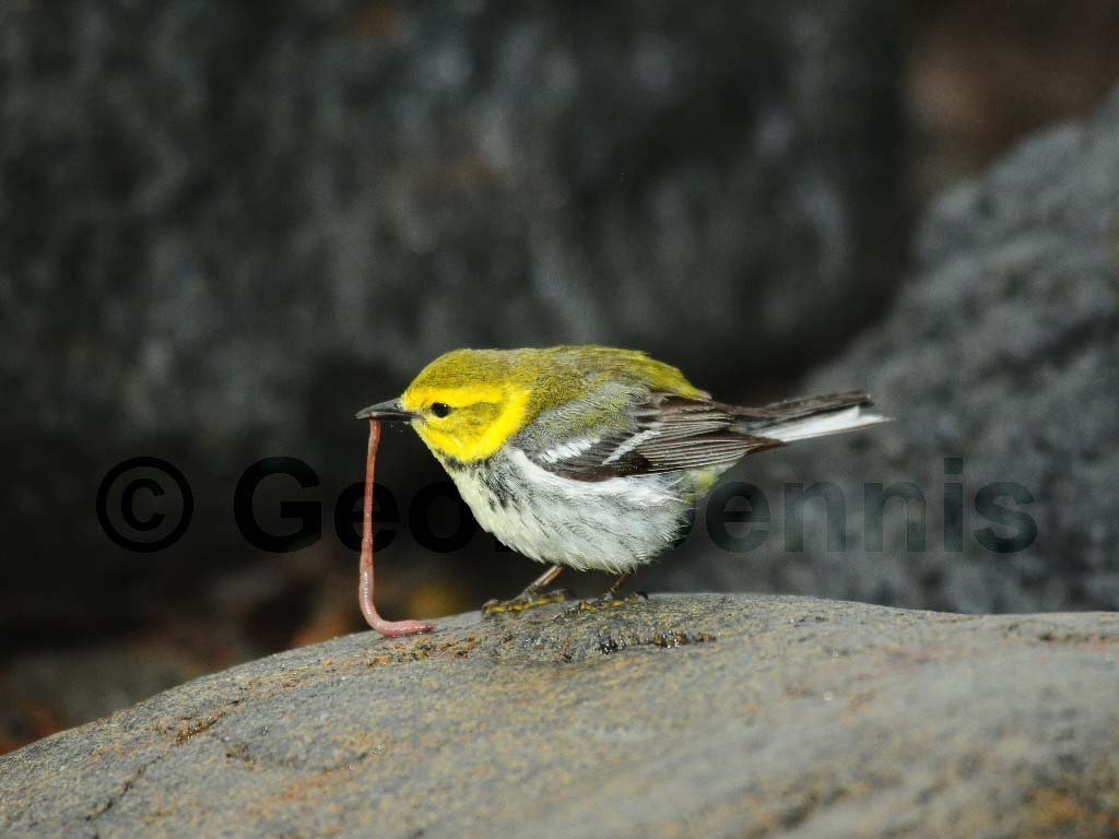 BTGN-BF_Black-throated-Green-Warbler