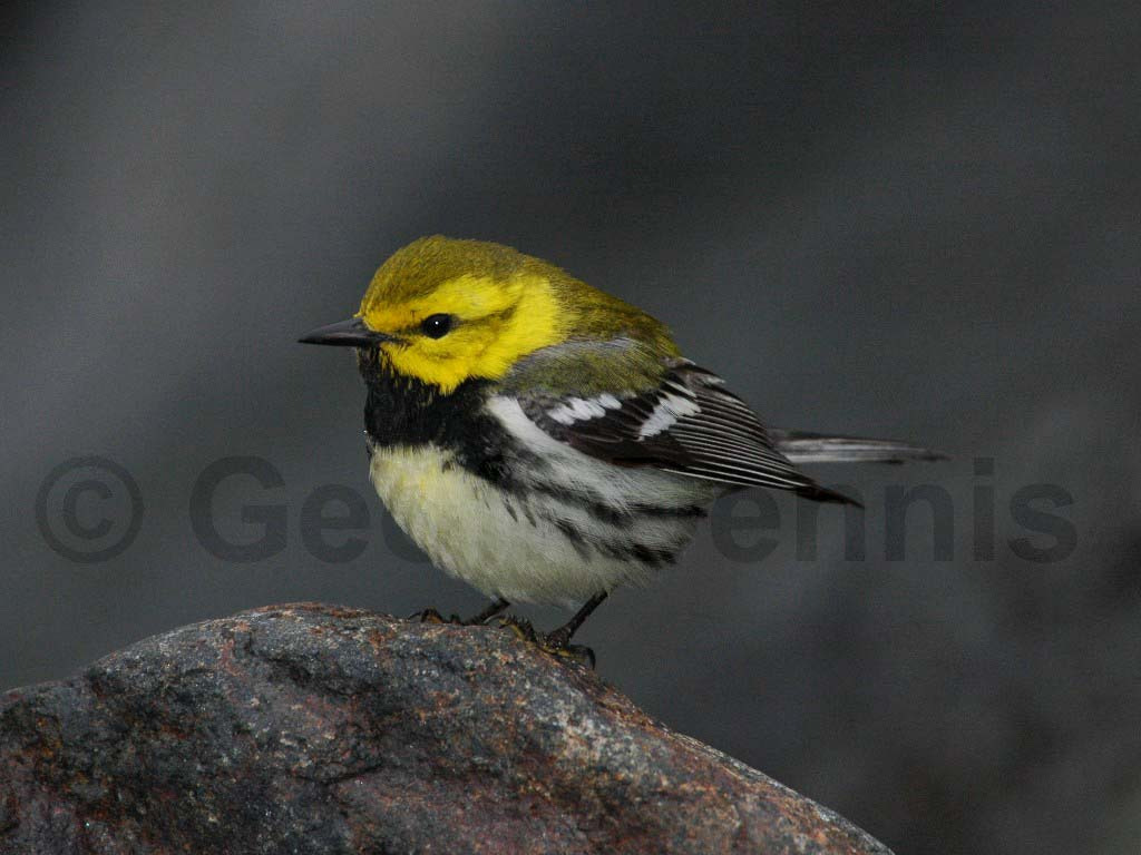 BTGN-BG_Black-throated-Green-Warbler