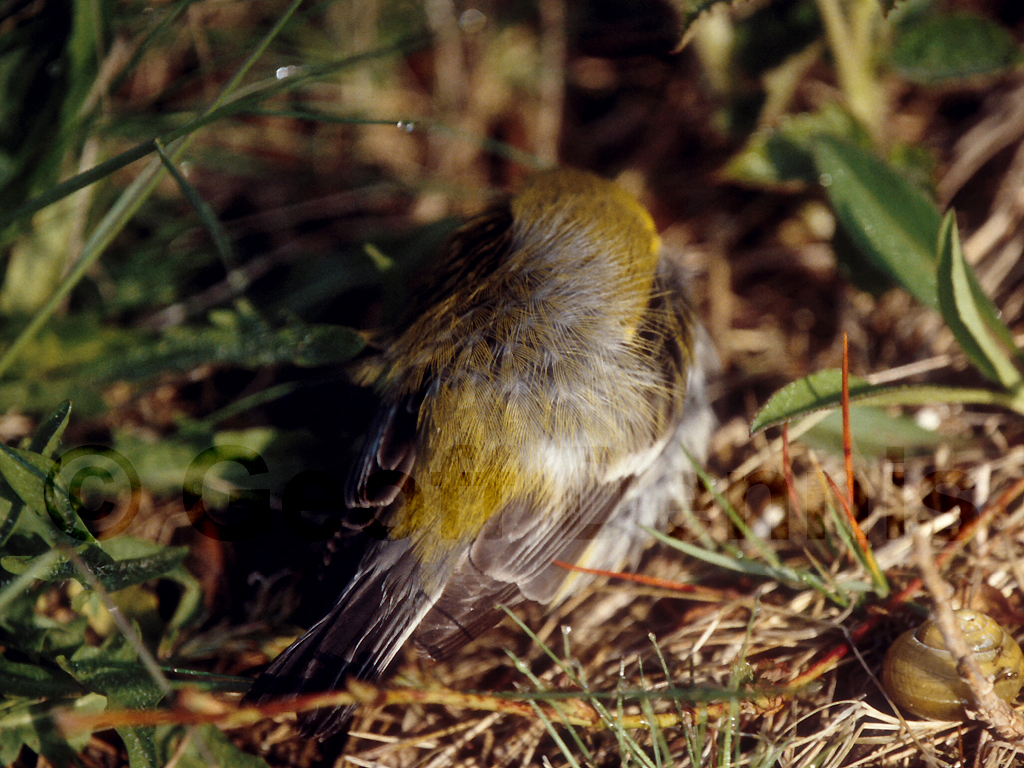 BTGN-BH_Black-throated-Green-Warbler