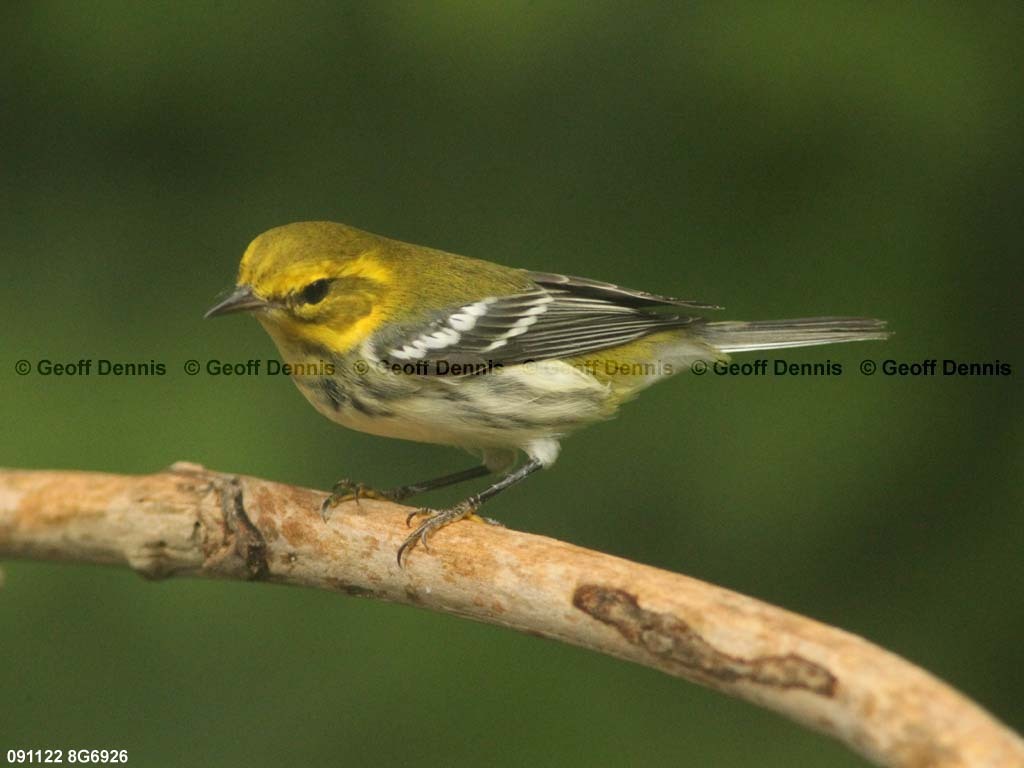 BTGN-BL_Black-throated-Green_Warbler